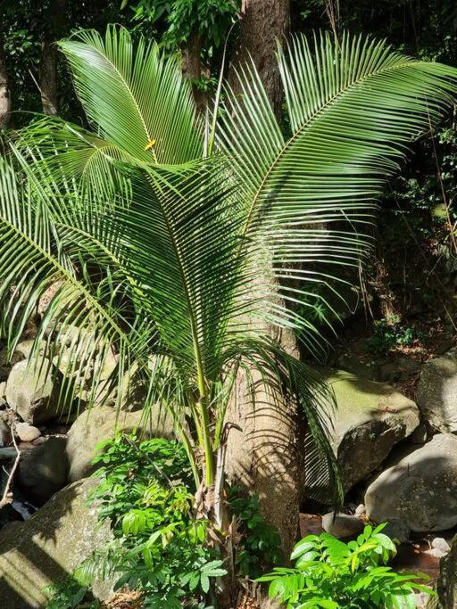بوانت-نوار L'Ilet Paradise المظهر الخارجي الصورة